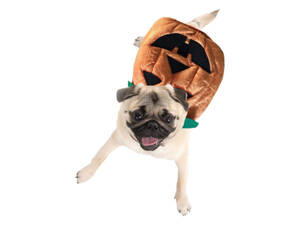 Bulk VR052 Pumpkin Pet Costume