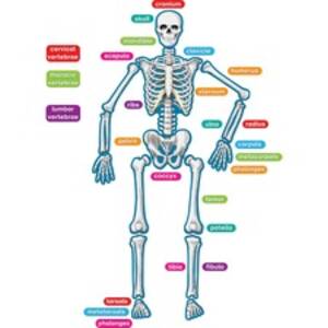 Teacher TCR 77241 Human Skeleton Accents - Themesubject: Learning - Sk