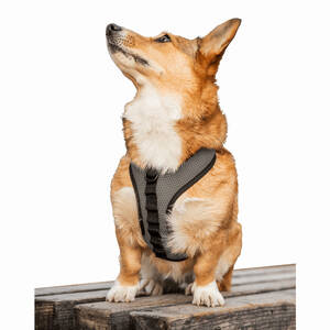 K9 HARN-GRY-M K9 Sport Harness (pack Of 1)