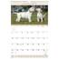 Acco AAG DMW16728 At-a-glance Puppies Monthly Wall Calendar - Julian D