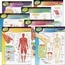 Trend TEP 38913 Trend The Human Body Chart Pack - 17 Width X 22 Height
