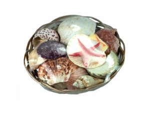 Bulk KL685 Decorative Seashells In Basket