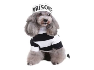 Bulk VR044 Prisoner Pet Costume