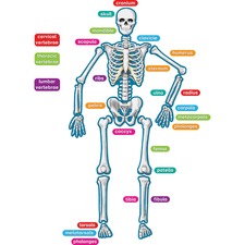 Teacher TCR 77241 Human Skeleton Accents - Themesubject: Learning - Sk