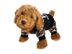 Bulk VR046 Fbi Pet Costume