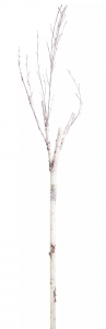 Melrose 76173DS Birch Branch (set Of 12) 83h Pvc