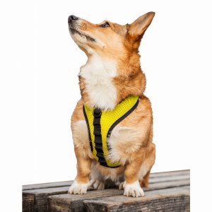 K9 HARN-YLW-S K9 Sport Harness (pack Of 1)