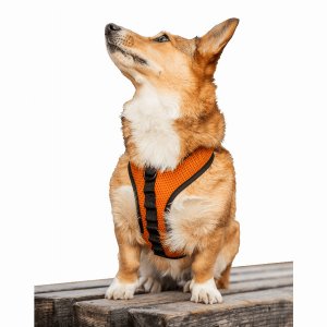 K9 HARN-ORG-M K9 Sport Harness (pack Of 1)