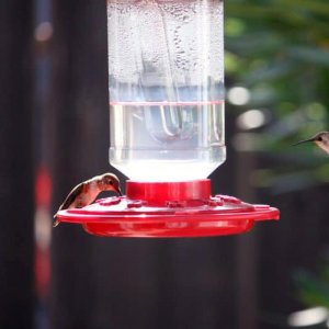 Firstnature 993055446 First Nature 32oz. Hummingbird Feeder With Necta