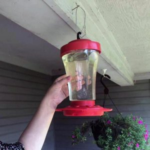 Firstnature 993090546 First Nature 32oz Hummingbird Feeder With Fluted