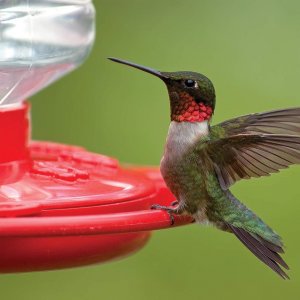 Firstnature 993090546 First Nature 32oz Hummingbird Feeder With Fluted