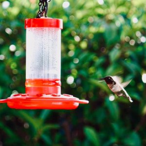 Firstnature 993051546 First Nature 16oz Hummingbird Feeder With Enhanc